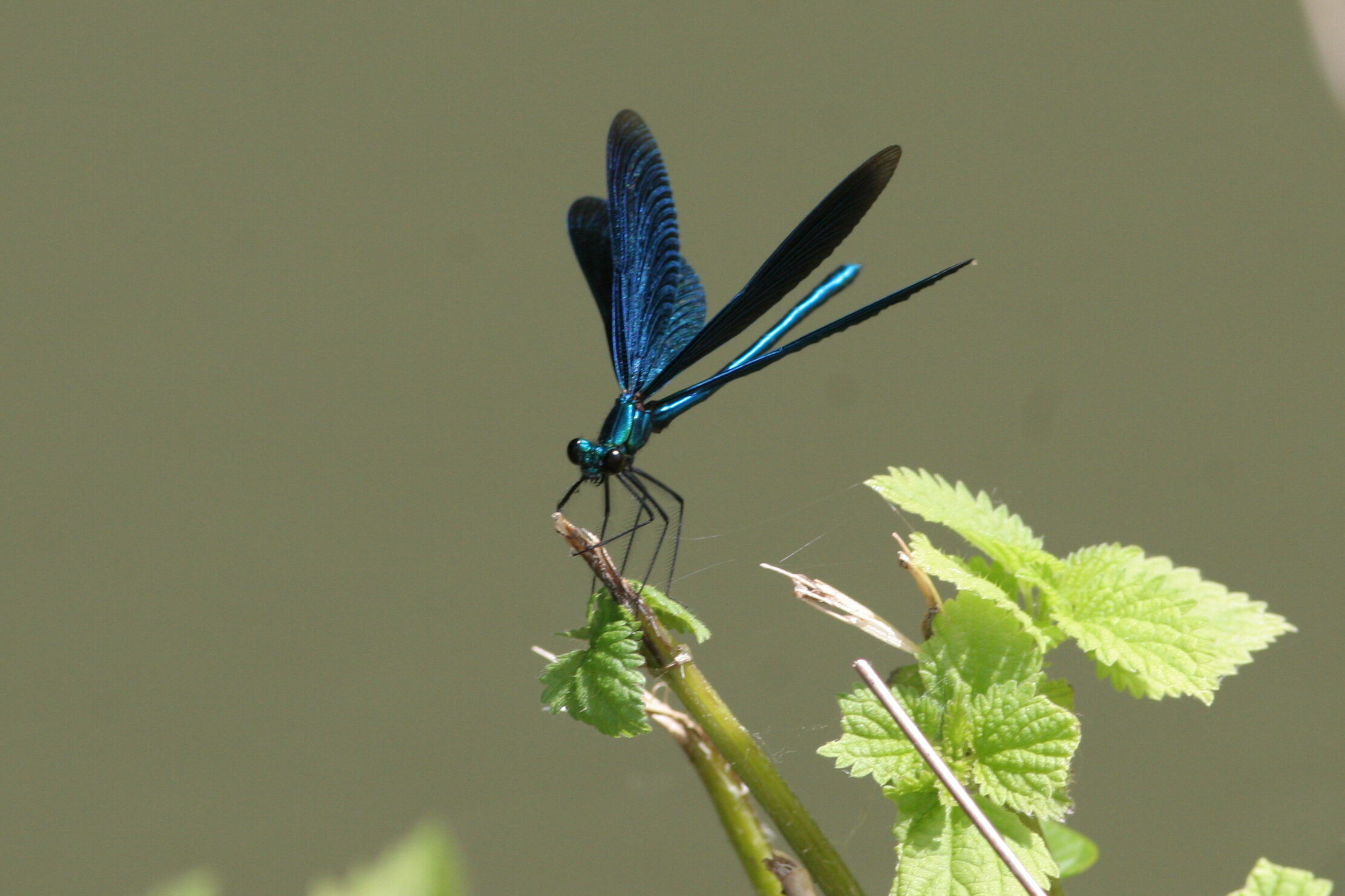 Blauflügel-Prachtlibelle, Calopteryx virgo, Dr. Michael A. Miller, Biologe, Experte für Anghng IV, FFH Arten; Freising, Bayern, München